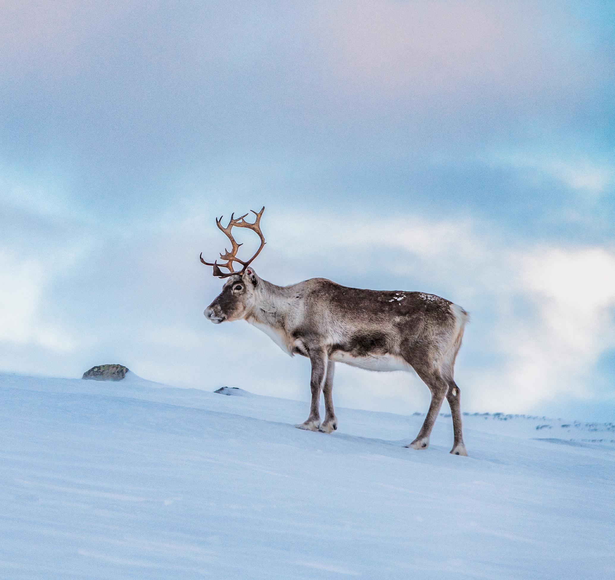 フィンランドのどこでトナカイを見ることができますか? | Visit Finland